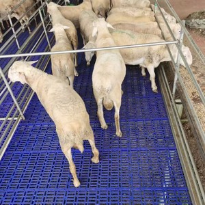 Nuevo Suelo de Plástico Antideslizante y Resistente al Desgaste <span class=keywords><strong>DEBA</strong></span> para Ovejas y Cerdos, 1000x600 mm - Product Image 3