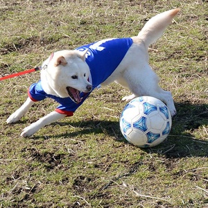 Pakaian Anjing Musim Panas Rompi Anjing Besar Seragam Sepak Bola Hewan Peliharaan Desain Kasual Akrilik Model Murah YD011 Stok Tersedia - Product Image 2