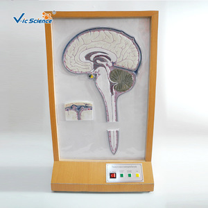Modèles pédagogiques médicaux de haute qualité, modèles électrodynamiques de circulation du liquide cérébrospinal et matériel pédagogique biologique - Product Image 1