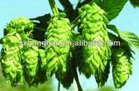 Humulus Lupulus Extract Flavonen Groothandel Bulk Hop Extract Flavonoïden Poeder 4%