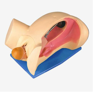 Simulatore dimostrativo del meccanismo di consegna, modello di <span class=keywords><strong>nascita</strong></span> - Product Image 1