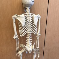 Squelette d'Halloween de simulation humaine, accessoires de décoration pour fête d'horreur, squelette d'horreur, enseignement de l'anatomie humaine
