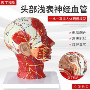 Modèle médical de la tête en section médio-sagittale avec vaisseaux sanguins et nerfs ; modèle facial ; modèle anatomique de la tête. - Product Image 2