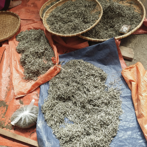 Premium Wild Vietnamese Shan Snow Tea Calidad orgánica de alta montaña al mejor precio - Product Image 1