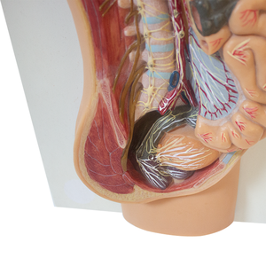 Mô hình thần kinh giao cảm tự trị của con người hỗ trợ giảng dạy giải phẫu thần kinh giao cảm cho khoa học y tế - Product Image 4