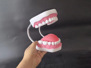 Modèle dentaire grossissant 6X, outil de pratique de nettoyage des dents, modèle d'enseignement d'hygiène bucco-dentaire pour l'éducation au brossage en maternelle - Product Image 6
