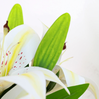 Bunga Lily Artificial Real Touch Grosir 72cm, Bunga Lily Palsu dengan 2 Bunga untuk Dekorasi Pernikahan, Dekorasi Rumah, Pasokan Grosir