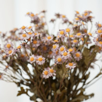 Großhandel konservierte getrocknete Blumen konservierte Gänseblümchen trockene Kamillen blumen getrocknete silberne Chrysantheme für Haupt dekoration