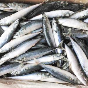 O melhor <span class=keywords><strong>mackerel</strong></span> de peixe congelado fresco do mar para venda - Product Image 3