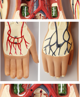 Maniquí de simulación médica de plástico para la circulación sanguínea humana, cirugía cardíaca, arteria, vena, Nervio, anatomía vascular, ciencia médica