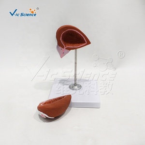 Modèle de vessie humaine grandeur nature haute simulation avec prostate pour la recherche en <span class=keywords><strong>urologie</strong></span> des écoles de médecine et laboratoires CE/ISO/ROHS/CNAS - Product Image 2