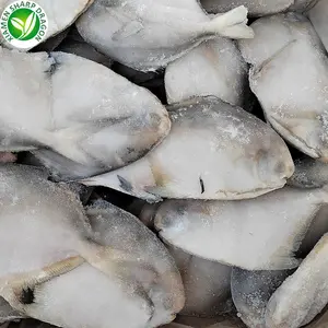 Fujian Lieferant Gute Qualität günstigen Preis Gefrorener weißer Pomfret Fisch