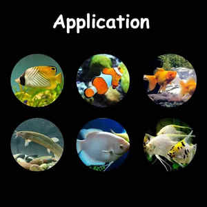 China Product <span class=keywords><strong>Aquarium</strong></span> Live Sierverpakking Transport Zuurstof Viszak Met Keramiek Pa Pe Materiaal En Lucht Steen Stijl - Product Image 6