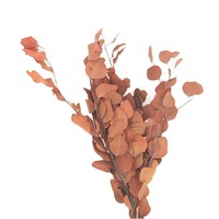 Rangkaian Tanaman Daun Apel Bulat Eucalyptus Kering Alami Warna-Warni untuk Dekorasi Rumah, Kantor, dan Pernikahan