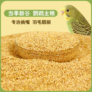 Millet jaune frais en coques, nourriture pour oiseaux, pour perruches, calopsittes, perroquets, 500g, en vrac, écologique, alimentation pour animaux de compagnie - Product Image 1