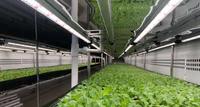 Système de culture hydroponique entièrement automatique pour légumes en conteneur 40RF 2026