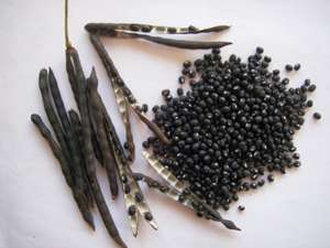 Haricot noir <span class=keywords><strong>Matpe</strong></span> Vigna de haute qualité 2025 pour germination, prix du haricot mungo noir - Product Image 2