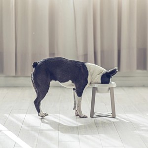 ชามอาหารเซรามิกสำหรับสัตว์เลี้ยงหรูหราแบบพกพาทนทานเป็นมิตรกับสิ่งแวดล้อมพร้อมการป้องกันคอ - Product Image 6