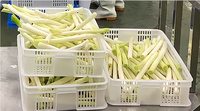 Importateur de légumes surgelés IQF / Légumes surgelés chinois / Légumes surgelés IQF en vrac / Oignon vert surgelé IQF