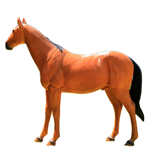 Scultura di Cavallo a Grandezza Naturale in FRP, Statua Realistica di Animale in Fibra di Vetro per Esterni, Giardino, Parco, Fattoria, Ranch, Decorazione Dipinta a Mano Personalizzabile - Product Image 1