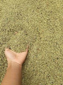 Sophora Japonica Schott-Producto agrícola de flores secas Sophora Japonica - Product Image 5