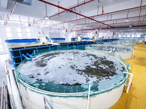 Système complet d'aquaculture Ras pour l'élevage de crevettes, de tilapias et de saumons en eau douce, équipement intelligent automatisé pour l'eau salée - Product Image 6