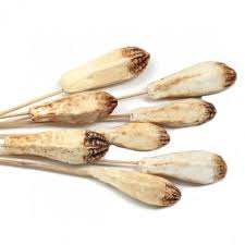 ฝักมะฮอกกานีคุณภาพสูงสำหรับตกแต่งแบบทำมือดอกไม้สำหรับงานแต่งงานบ้านงานอีเวนต์สำนักงานคอลเลกชันดอกไม้แห้ง - Product Image 3