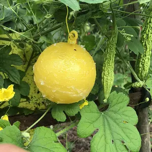 室内/室外使用蚊子飞行昆虫球捕虫器3D强黄色粘性陷阱果蝇昆虫粘性球