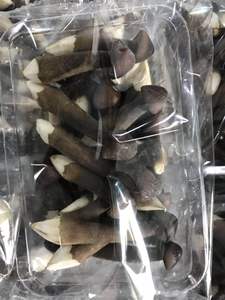 Mushroom EW upply OP ade lack termites/Mushroom ollybia alluminosa seta - Product Image 6