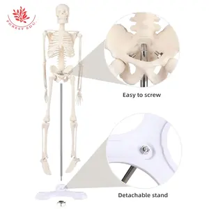 FOREST Esqueleto Quente para Venda 45cm Esqueleto Humano Pequeno Tamanho Brinquedos De Plástico para Presentes Dos Miúdos Modelo Anatômico Ciência Médica