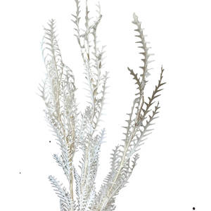 Flor de hoja de diente de sable eterno preservada para decoración del hogar y ramos de boda para arreglos florales domésticos - Product Image 1