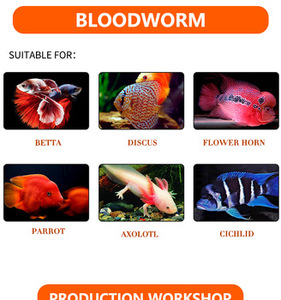 Высококачественные замороженные кровные черви (красные черви, красные нематоды) для продажи, замороженный корм для рыб - Product Image 6