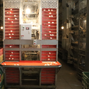 Toptan kaliteli ve Modern otomatik tavuk tabakası yükselterek 20000 yumurta tavuk yükseltmek için çin fabrikadan pil kafes - Product Image 5