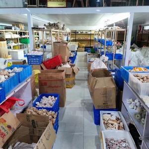 เปลือกหอยสังข์และปลาดาวธรรมชาติ ขายส่งเป็นกิโลกรัม สำหรับงาน DIY ของที่ระลึก และของสะสม - Product Image 5