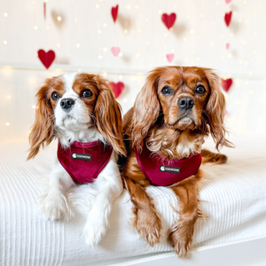 ชุดสายจูงสุนัขแต่งเองหรูหราหรูหราหรูหราชุดสายจูงสุนัขในงานแต่งงานชุดผูกโบว์ชุดสายรัดกำมะหยี่แบบกำหนดเอง - Product Image 3