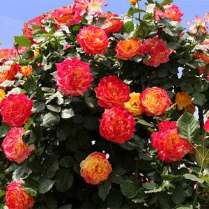Origine de la rose grimpante Facile à cultiver et à fleurir toute l'année - Product Image 6