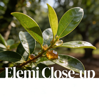 Huile Essentielle d'Elemi 100% Pure et Naturelle Qualité Alimentaire Vente en Gros Huile d'Elemi en Vrac 8023-89-0 Fabricant OEM/ODM