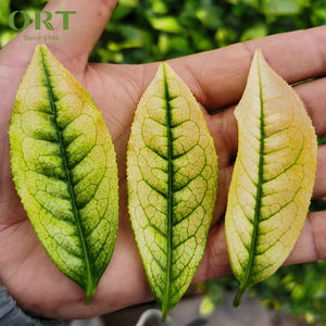 Thé Pu'er chinois de haute qualité pour les 20 ans Thé cru islandais emballé sur mesure Thé amincissant de qualité supérieure - Product Image 5