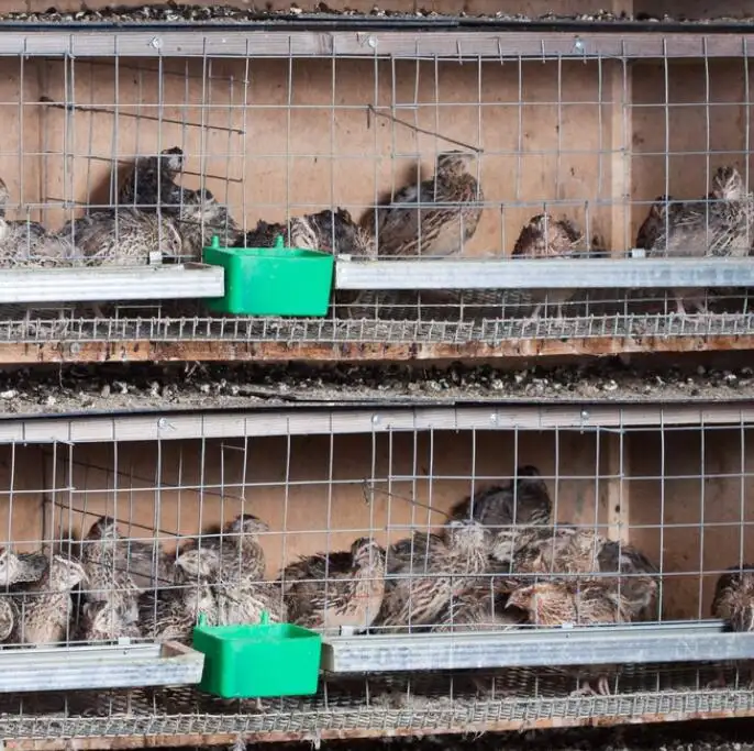 Galvanis Jenis Stainless Layer Broiler ayam transportasi kandang peternak Puyuh untuk pertanian