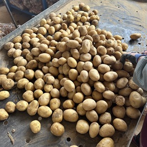 Importateur <span class=keywords><strong>de</strong></span> légumes <span class=keywords><strong>Grossiste</strong></span> <span class=keywords><strong>de</strong></span> pommes <span class=keywords><strong>de</strong></span> <span class=keywords><strong>terre</strong></span> fraîches <span class=keywords><strong>de</strong></span> qualité supérieure Prix bas Pommes <span class=keywords><strong>de</strong></span> <span class=keywords><strong>terre</strong></span> hollandaises jaunes naturelles - Product Image 5