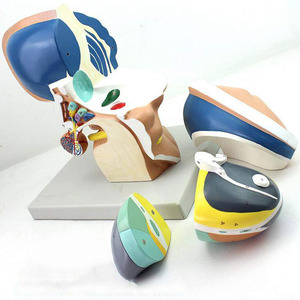 Mô hình giải phẫu diencephalon của con người 3 lần mở rộng 4 phần cấu trúc telencephalon vùng dưới đồi <span class=keywords><strong>dorsalis</strong></span> mô hình não giải phẫu - Product Image 6