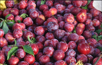 OEM & ODM Groothandel Hoge Kwaliteit Bulk Pruimenextract Poeder Pruimen Sap Poeder