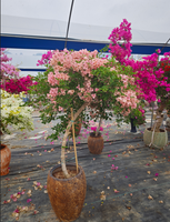Bibit Bonsai Bougainvillea Kelopak Ganda Multi Warna Putih Ungu Oranye Bunga Hias Tanaman Dekoratif Lanskap Fujian