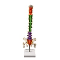 Modèle de vertèbres et colonne vertébrale colorées de 45 cm, modèle d'anatomie du squelette humain pour l'enseignement des articulations