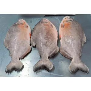 中国Iqf 300-500g 500-800g冷凍赤パクポンフレット魚冷凍赤ポンフレット輸出業者