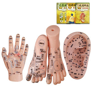 El Ayak Kulak Modeli Meridyen Akupunktur Noktası Refleks Bölgesi 17cm Yüksek Çözünürlüklü Çin Tıbbı Öğretimi - Product Image 1