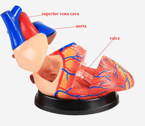 Modèle anatomique de coeur enseignement médical modèle détachable modèle de coeur de simulation pour pratiquer le département de <span class=keywords><strong>cardiologie</strong></span> - Product Image 2