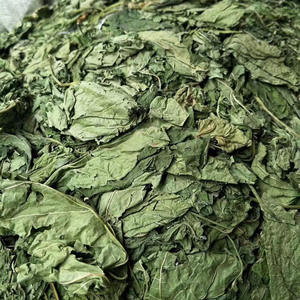 Tongjin Atacado <span class=keywords><strong>Mulberry</strong></span> Leaf <span class=keywords><strong>Tea</strong></span> Cuidados Saudáveis Chinese Herbal Bulk <span class=keywords><strong>Tea</strong></span> para Venda - Product Image 1