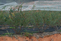 Filet de sécurité anti-oiseaux sans nœuds en HDPE blanc, durée de vie de 1 à 5 ans, pour potager, bacs surélevés, sans nœuds, stabilisé aux UV, en rouleau