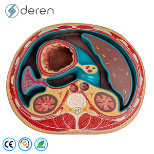 Modèle de section transversale de l'abdomen grandeur nature en PVC souple de qualité médicale, structures anatomiques détaillées pour l'étude des compétences cliniques - Product Image 5